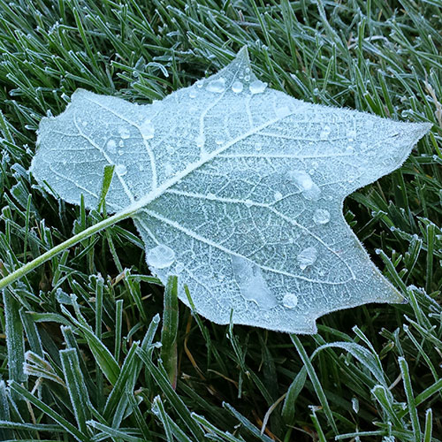 frost covered leaf signals winter is coming