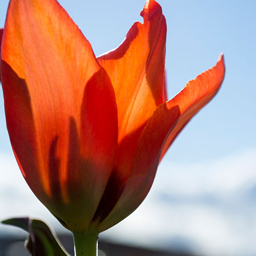 sunlight through a single tulip